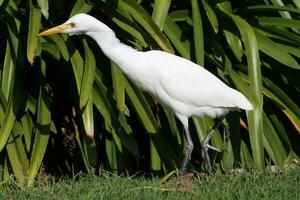 Eastern Cattle Egret photo