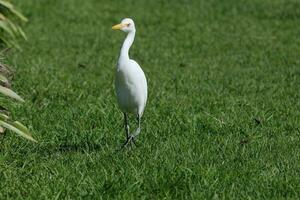 Eastern Cattle Egret photo