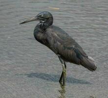 Eastern Reef Egret photo