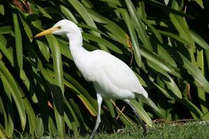 Eastern Cattle Egret photo