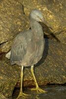 Eastern Reef Egret photo