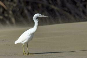 Eastern Reef Egret photo