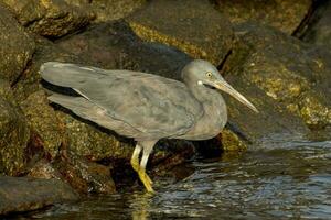 Eastern Reef Egret photo