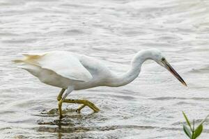 Eastern Reef Egret photo