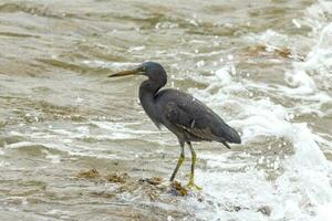 Eastern Reef Egret photo