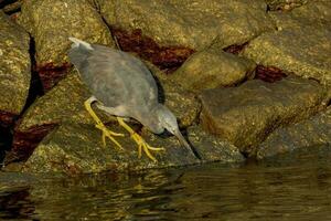 Eastern Reef Egret photo