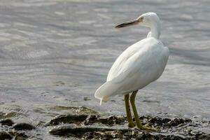 Eastern Reef Egret photo