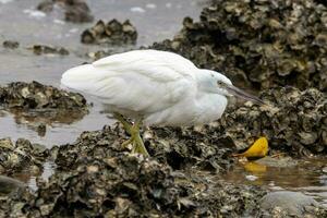 Eastern Reef Egret photo