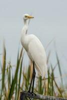 Eastern Great Egret photo