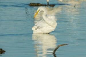Eastern Great Egret photo