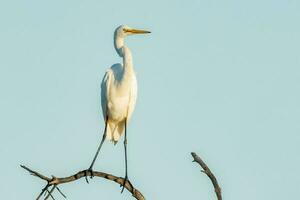 Eastern Great Egret photo