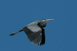 Great Blue Heron photo