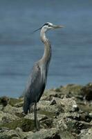 gran garza azul foto