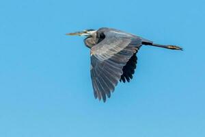 gran garza azul foto