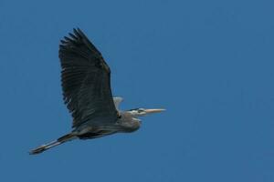 Great Blue Heron photo