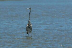 gran garza azul foto