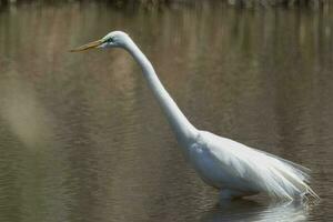 Eastern Great Egret photo