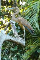 Juvenile Great Billed Heron photo