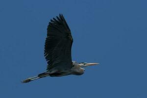 Great Blue Heron photo