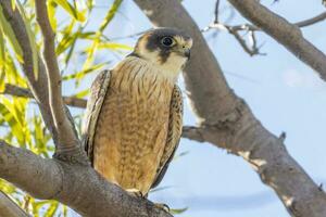 Australian Hobby in Australia photo