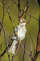 Black Chinned Honeyeater photo