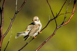 Black Chinned Honeyeater photo