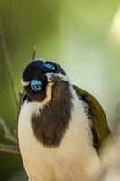 Blue Faced Honeyeater photo