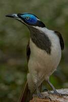 azul enfrentó pájaro azucar foto