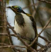 Blue Faced Honeyeater photo