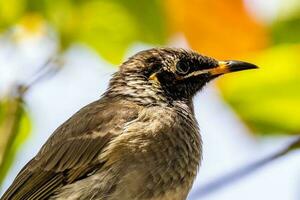 Bridled Honeyeater in Australia photo