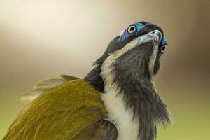 Blue Faced Honeyeater photo