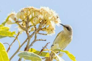 Brown Honeyeater in Australia photo