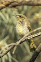 Brown Honeyeater in Australia photo