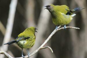 New Zealand Bellbird photo