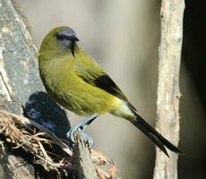 New Zealand Bellbird photo