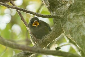 New Zealand Bellbird photo