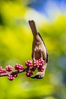 Dusky Honeyeater in Australia photo