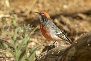 Crimson Chat in Australia photo