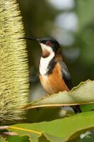 Eastern Spinebill in Australia photo