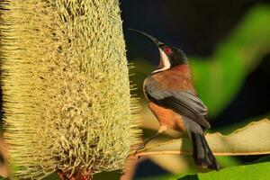 Eastern Spinebill in Australia photo