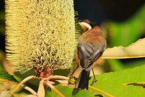 Eastern Spinebill in Australia photo