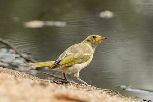 Fuscous Honeyeater in Australia photo