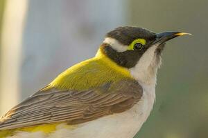 Golden Backed Black Chinned Honeyeater photo