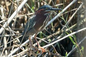 Green Heron in USA photo