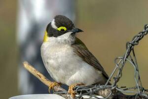 Golden Backed Black Chinned Honeyeater photo