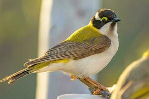 Golden Backed Black Chinned Honeyeater photo