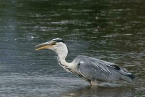 Large Grey Heron photo