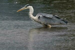Large Grey Heron photo