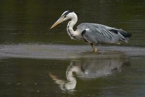 grande gris garza foto