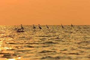 Large Grey Heron photo